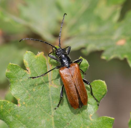 Réf. 210 912 : Anisorus quercus